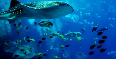 fauna marina peces