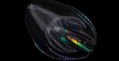 Animales profundidades del mar