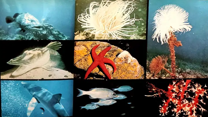 Ejemplos depredadores del oceano
