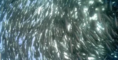 Grandes Cantidades de peces en el Océano