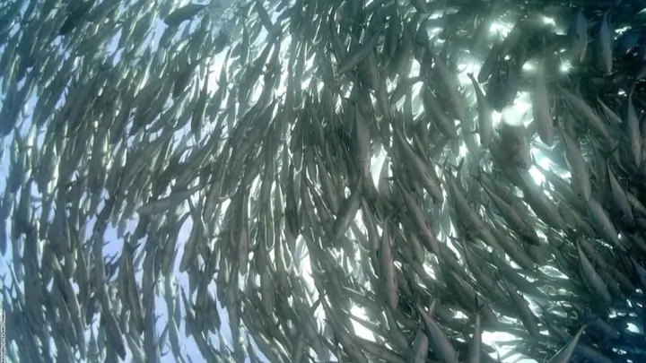 Grandes Cantidades de peces en el Océano