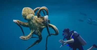 Invertebrados marinos pulpo
