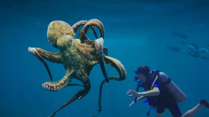 Invertebrados marinos pulpo