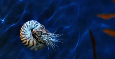 Nautilus animal marino