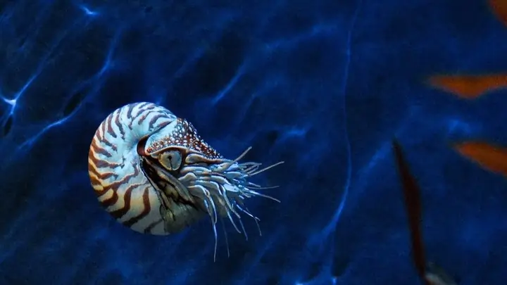 Nautilus animal marino