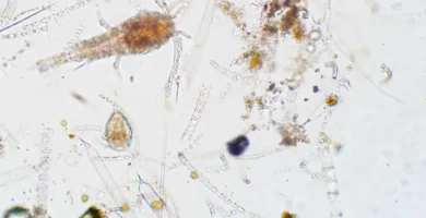 Plancton y microorganismos del mar