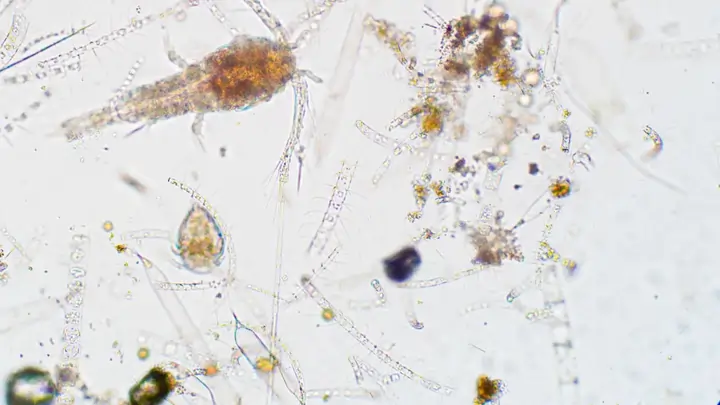 Plancton y microorganismos del mar