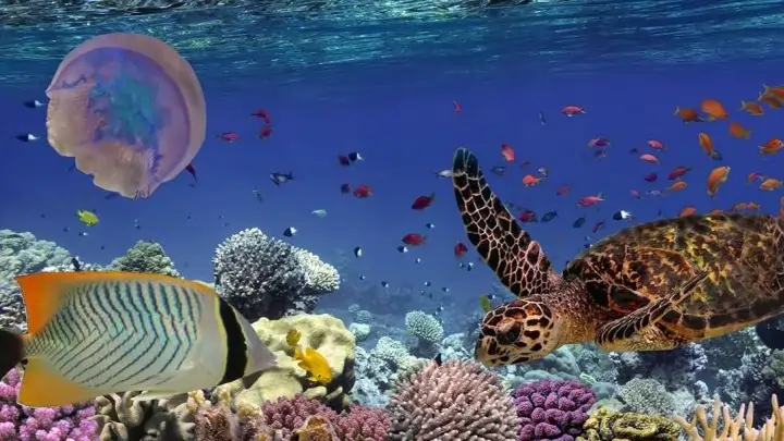 biodiversidad marina
