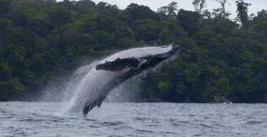 yubarta saltando fuera del agua